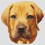 (image for) Boerboel